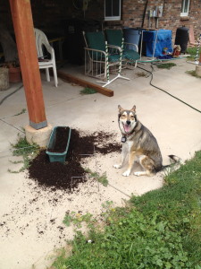 I gave Evey a raw bone for being such a good girl. I thought it would be a good idea to give it to her outside to reduce the amount of mess on the carpet. She wanted to save it for later. So she dug up my freshly sprouted morning glories. Such a comedian!
