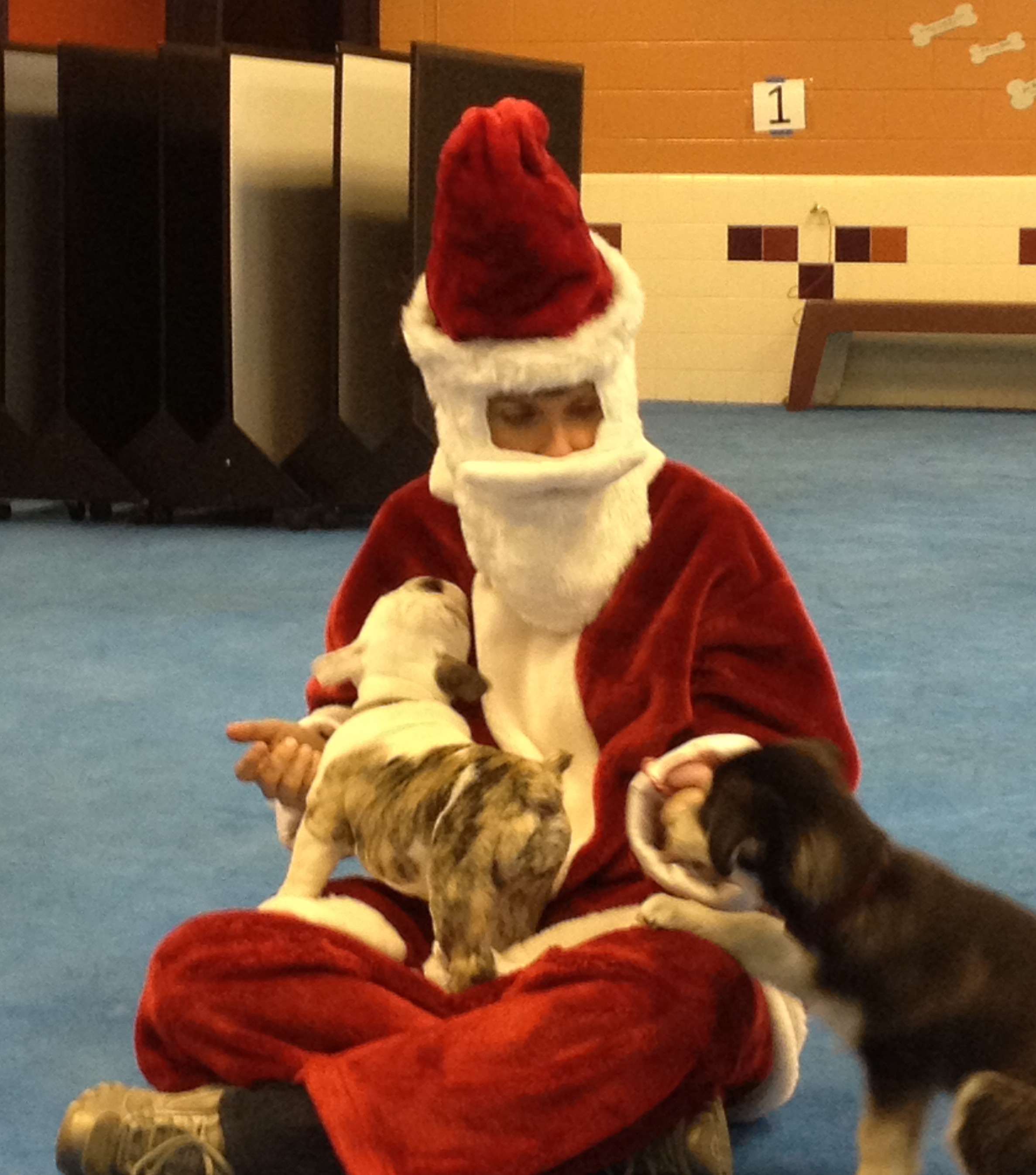 Good Dog Behavior Training Fort Collins Good Dog Behavior Training Fort Collins