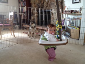 The exercise pen set up around Amelia's bouncer.