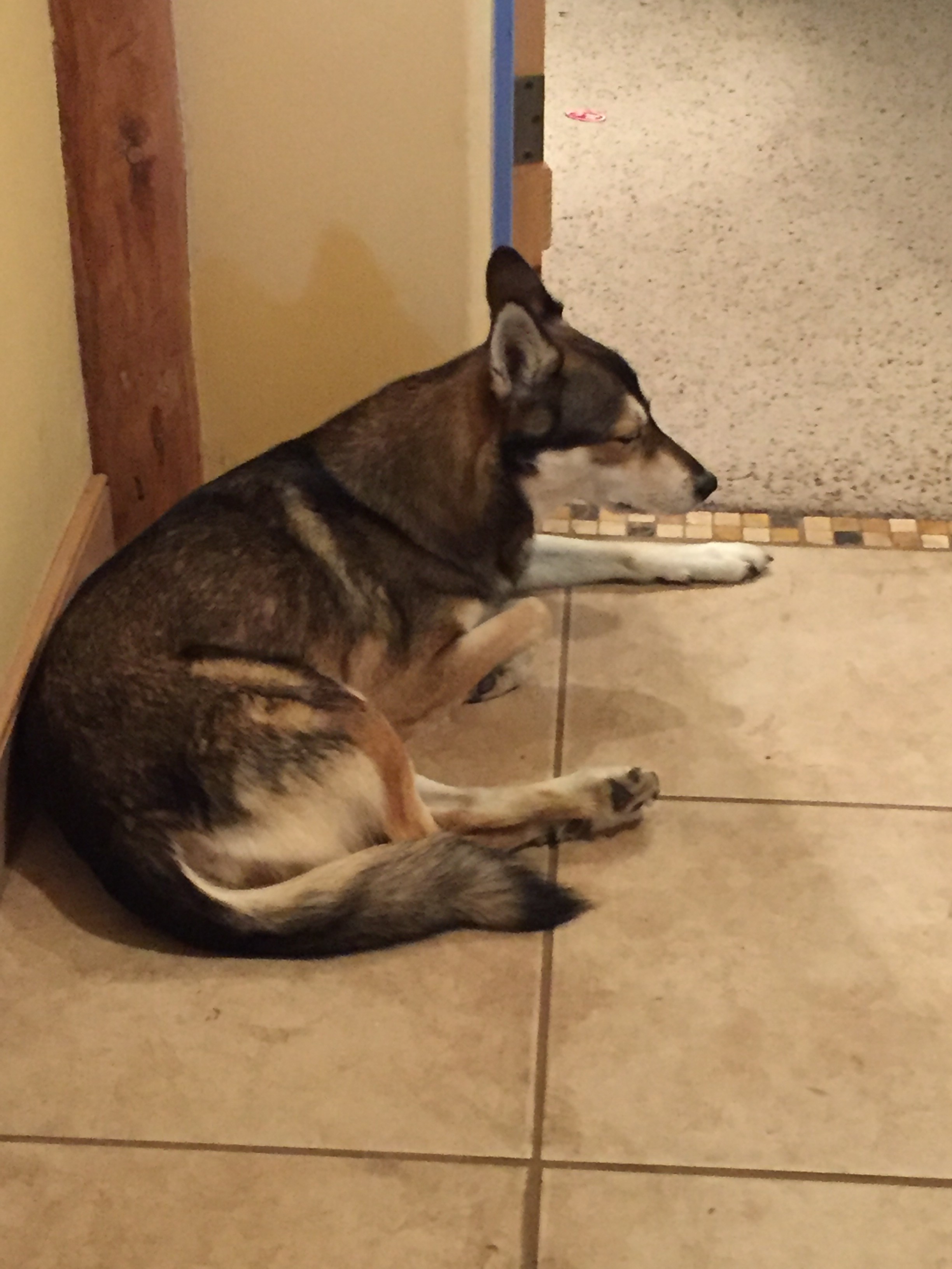 gets into trash guilty he s guilty i say trust your fort collins co gets into trash guilty he s guilty i say trust your fort collins co