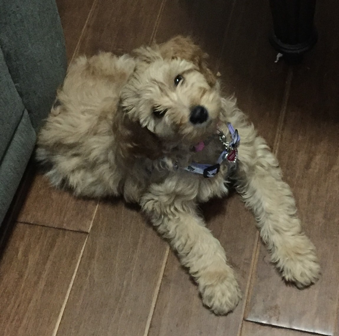 Good Dog Behavior Training Fort Collins Co Good Dog Behavior Training Fort Collins Co