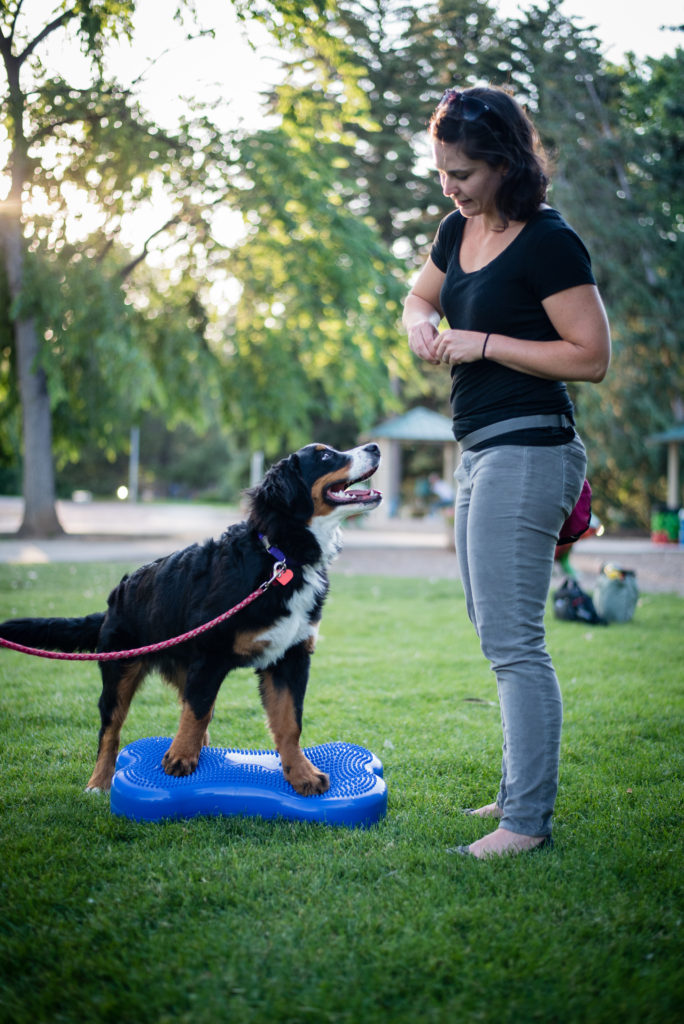 Building Autonomy with Trust Trust Your Dog Training Fort Collins, CO