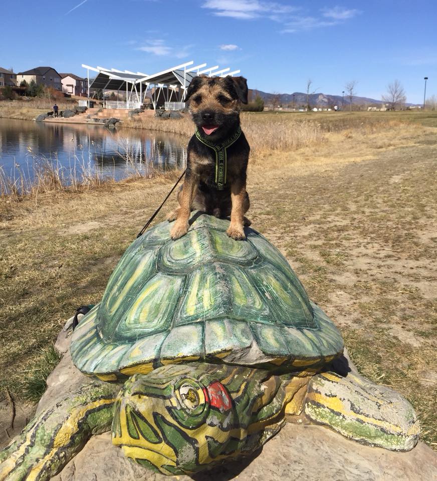 Trust Your Dog Training Fort Collins, CO Fast, Effective training you and your dog will love